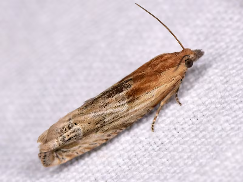 Eucosmie chenue, photo 1 sur 5