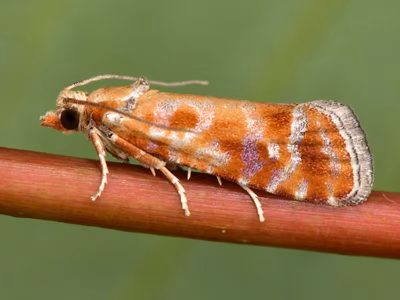 Tordeuse des pousses du pin