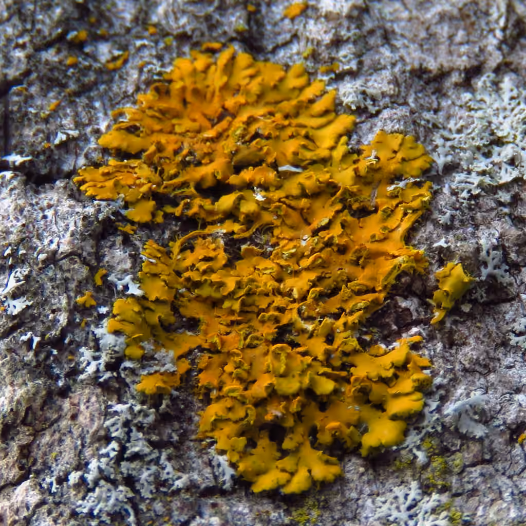 Hooded Sunburst Lichen, photo 3 of 5