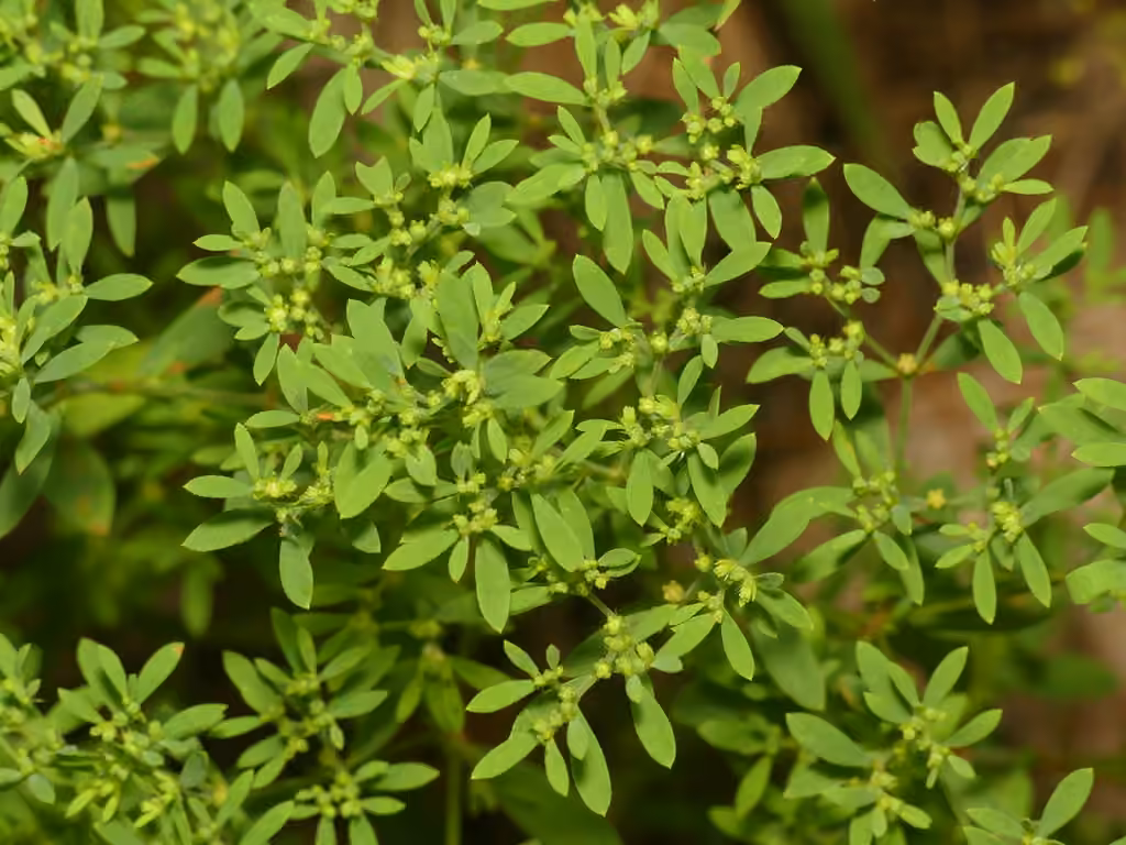 Hairy forked nailwort, photo 1 of 5