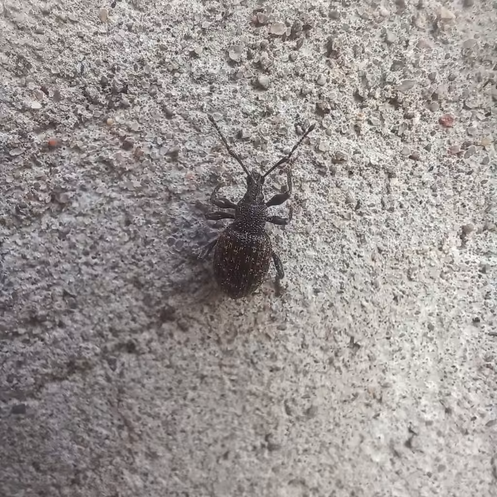Black Vine Weevil, Female