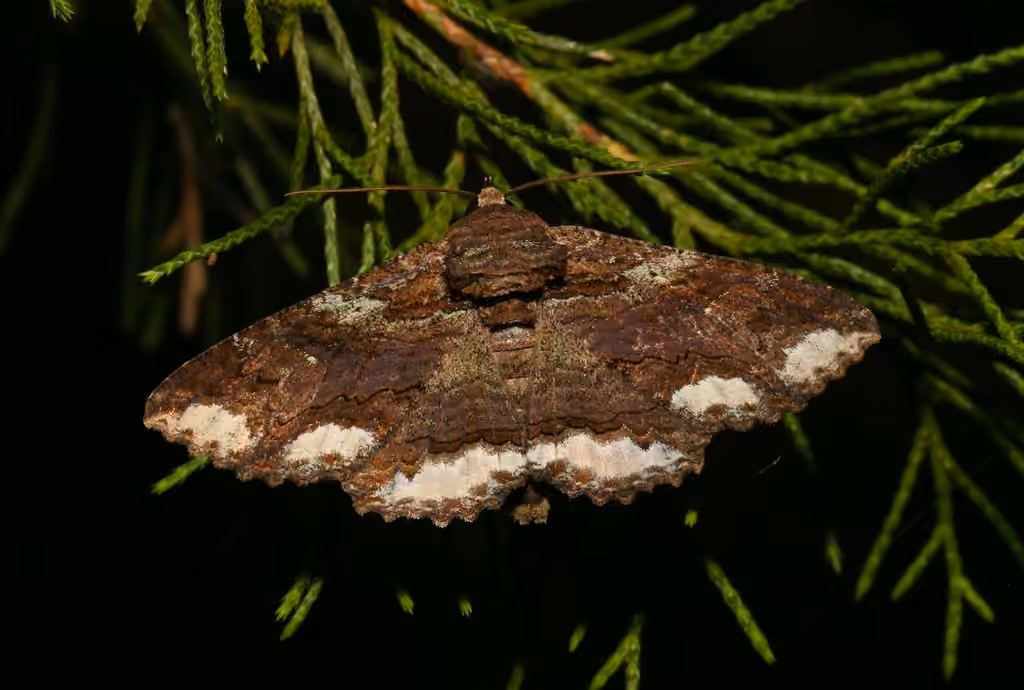 Lunate Zale Moth, Adulte