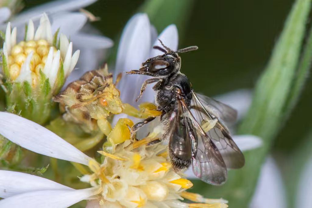 Eastern Bare-Miner, Female