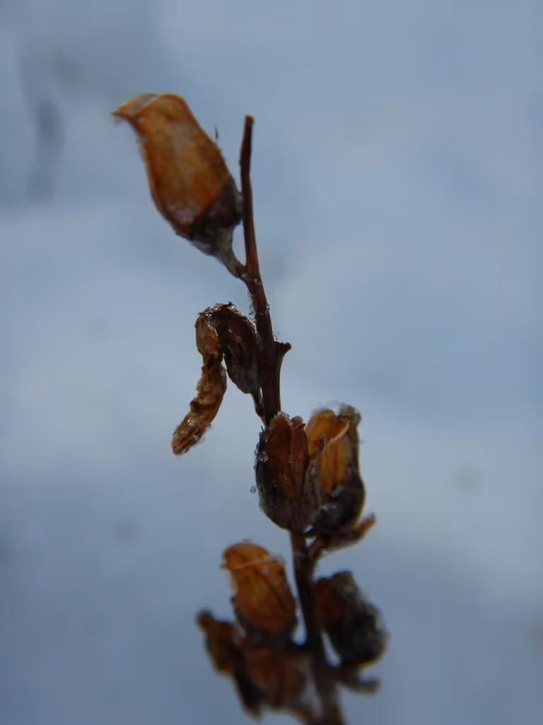 Pédiculaire des Sudètes, En fruits