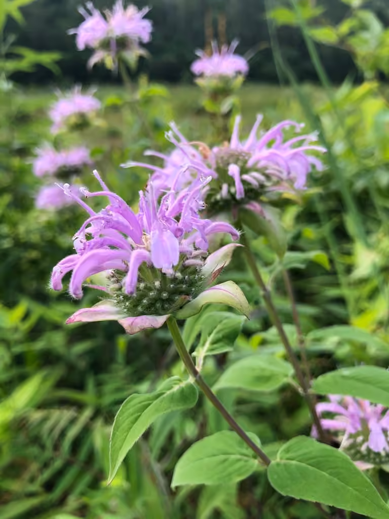 Monarde fistuleuse, photo 1 sur 5