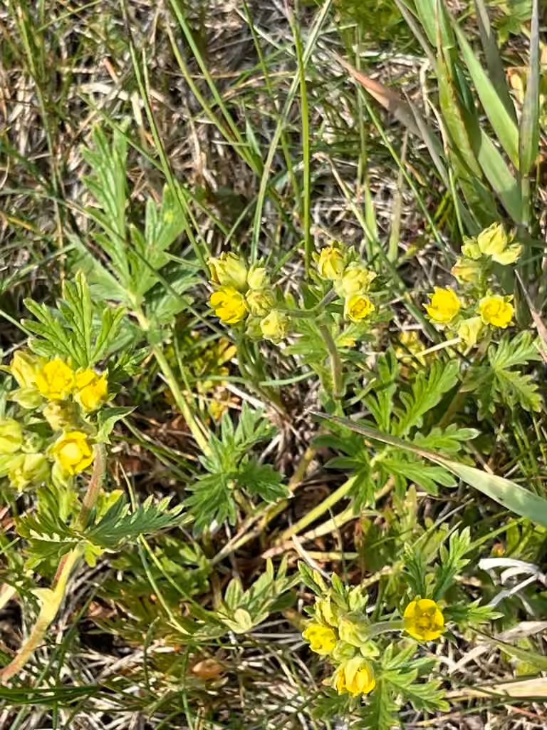Potentille du littoral, En fleurs