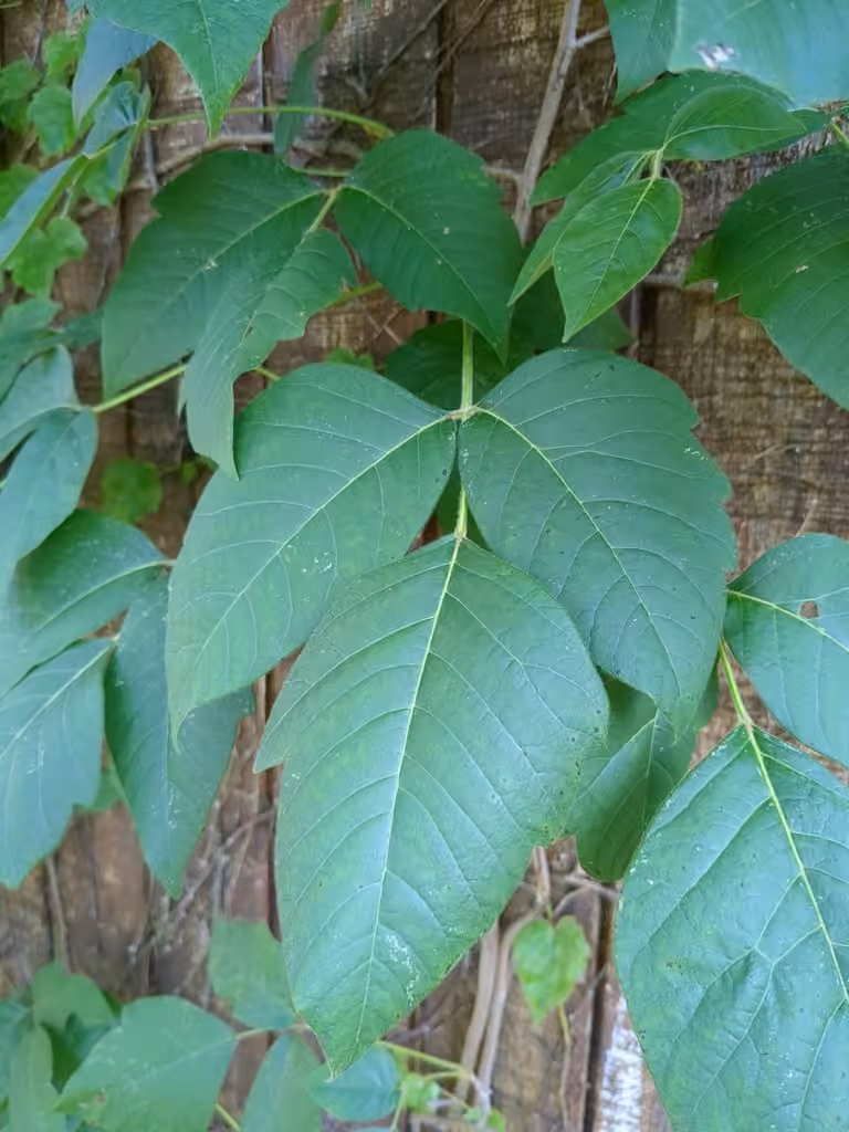 Poison ivy, In flower