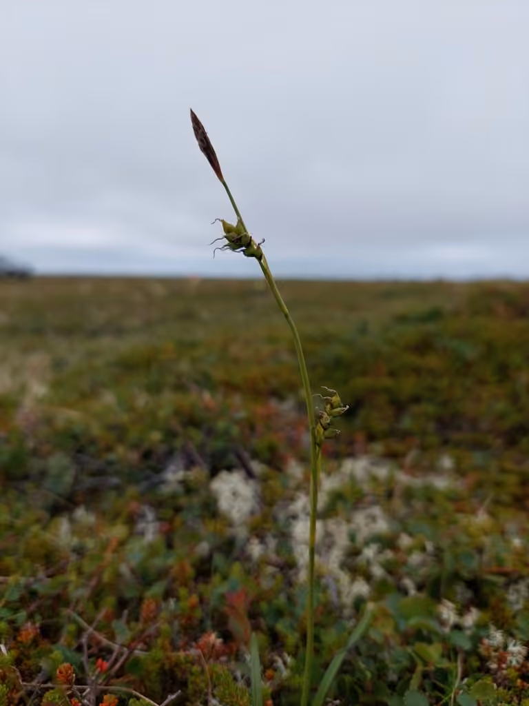 Carex engaîné, En fruits