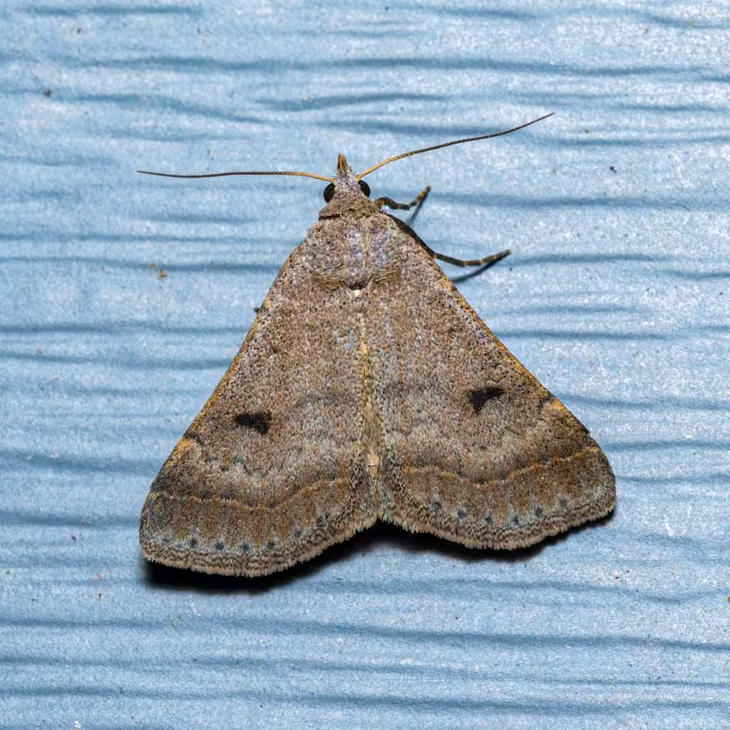 Bent-winged Owlet, photo 1 of 5