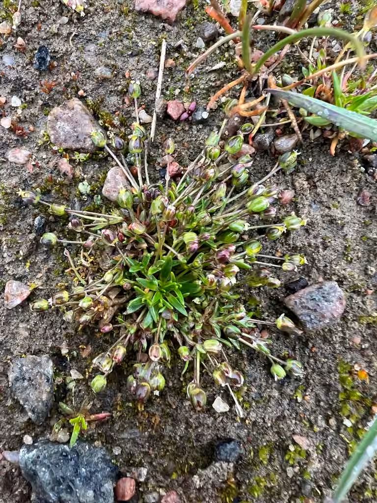 Snow pearlwort
