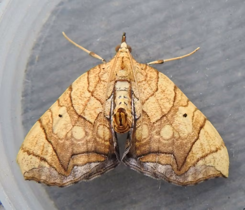 Greater Grapevine Looper Moth, Adult