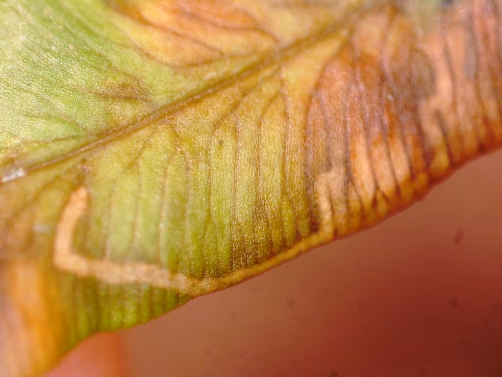 Fern Olethreutes Moth, Mine