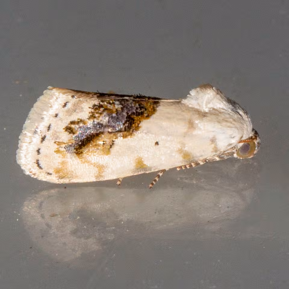 Small Bird-dropping Moth