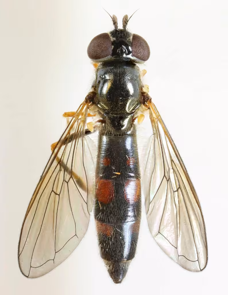 Delicate Sedgesitter