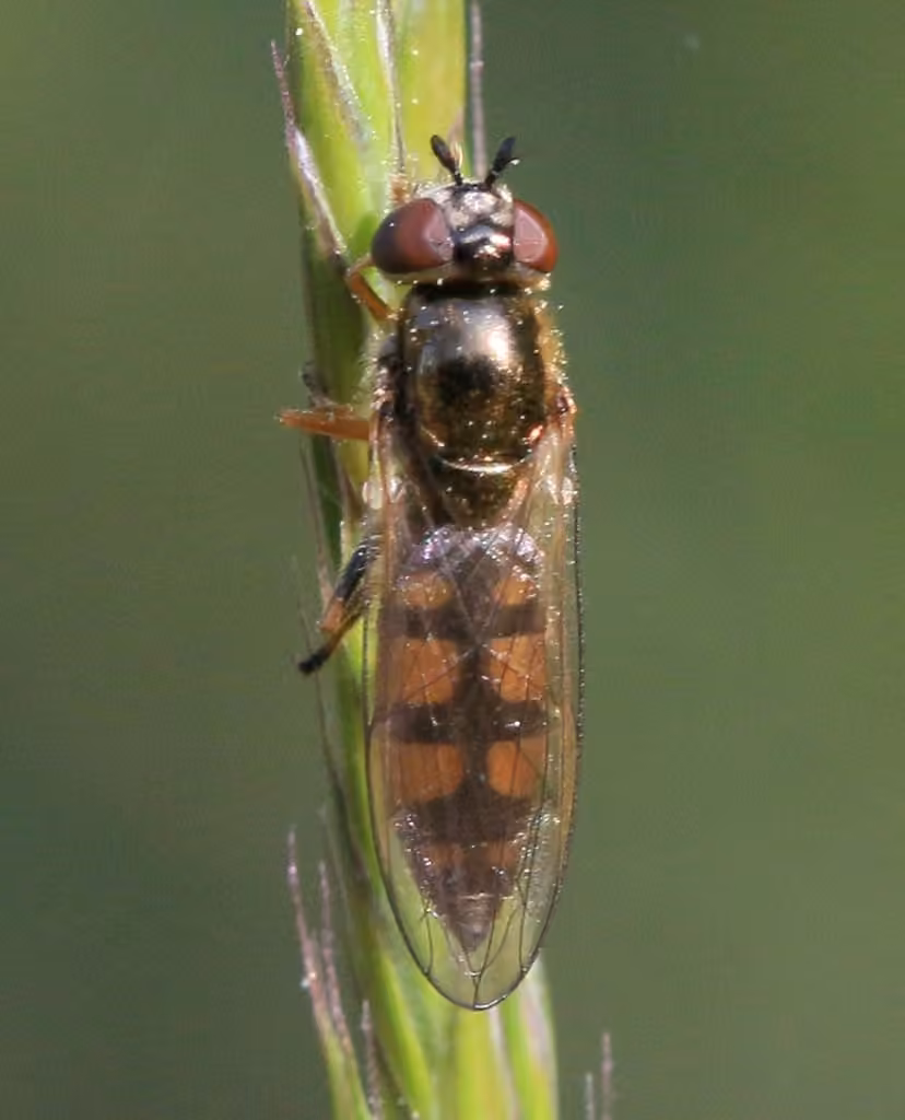 Syrphe blindé, photo 1 sur 5