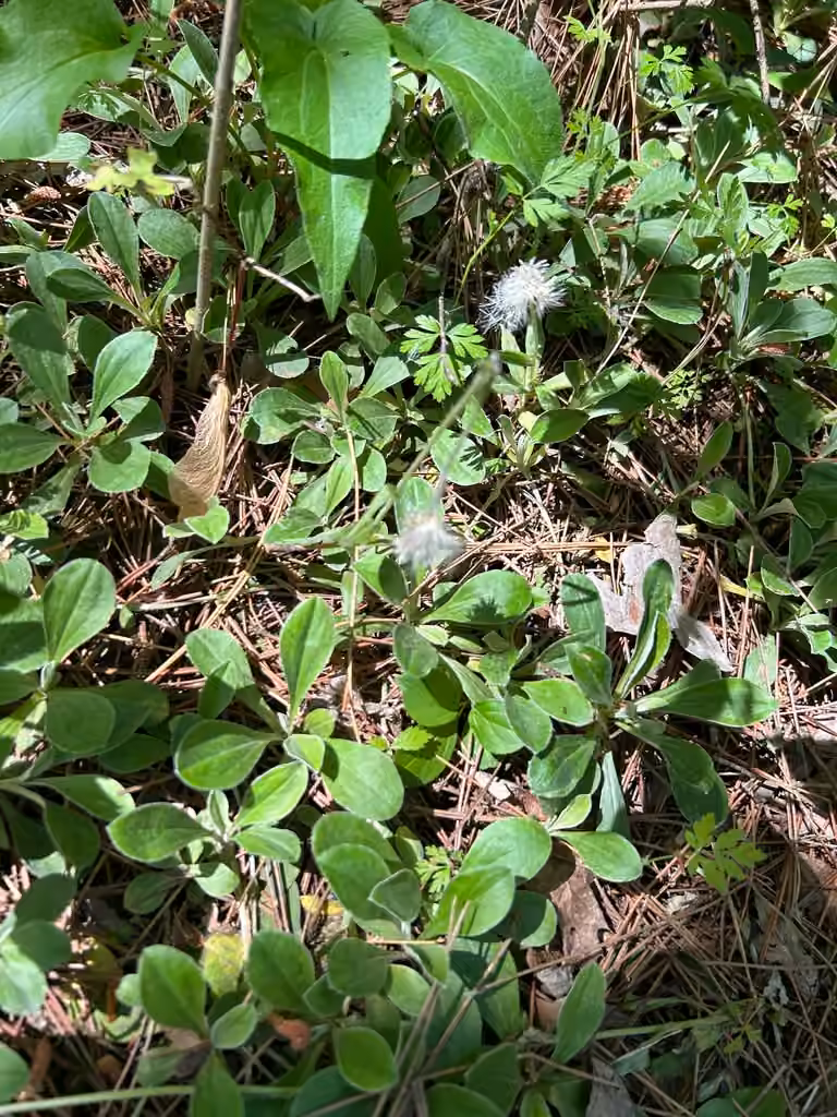 Parlin's pussytoes, In fruit