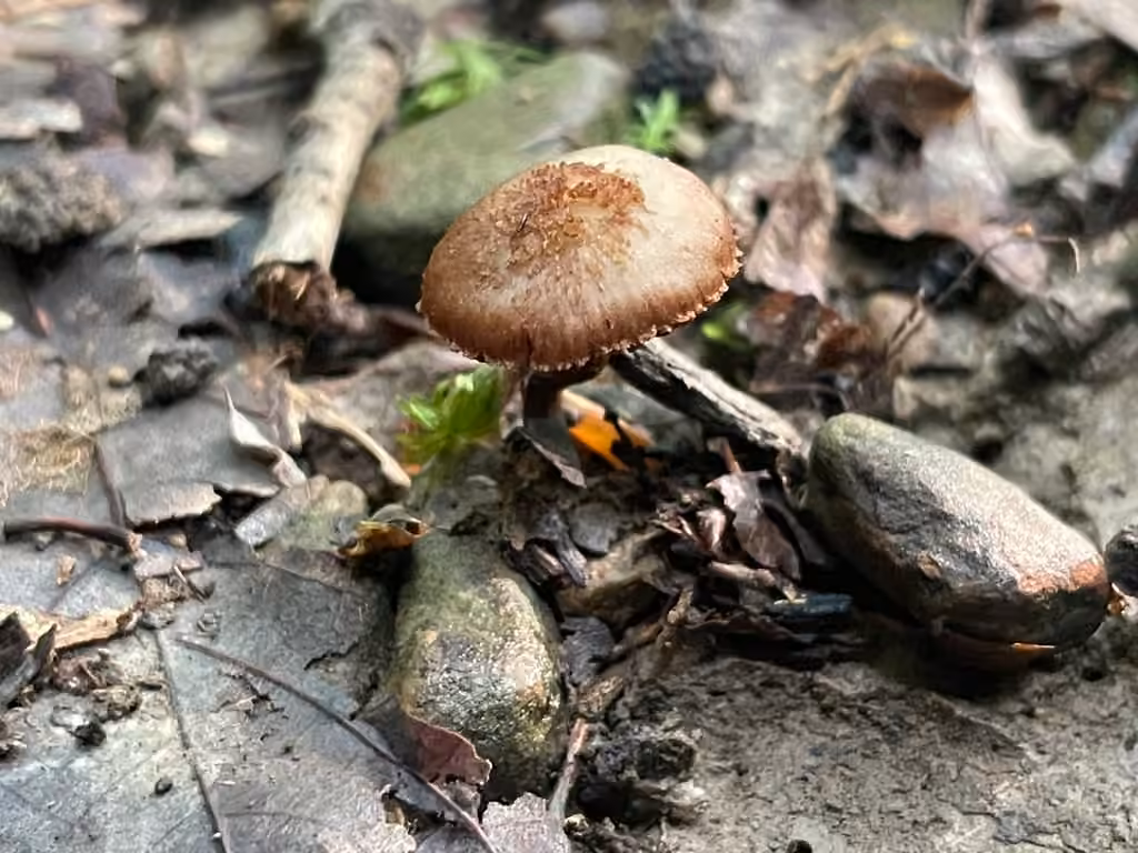 Inocybe divergent, photo 2 sur 5