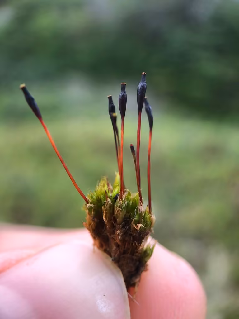 Entireleaf nitrogen moss, photo 3 of 5