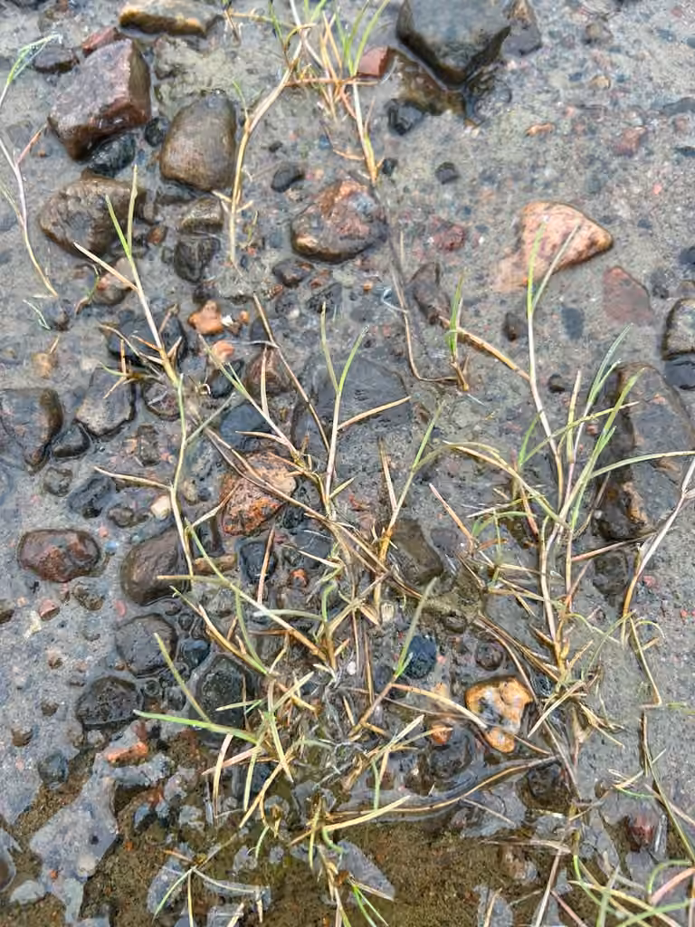 Puccinellie rampante