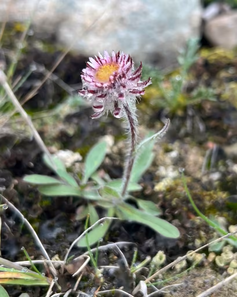 One-flower Fleabane, In flower