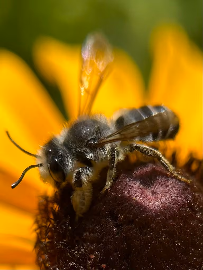 Pugnacious Leafcutter Bee, Male