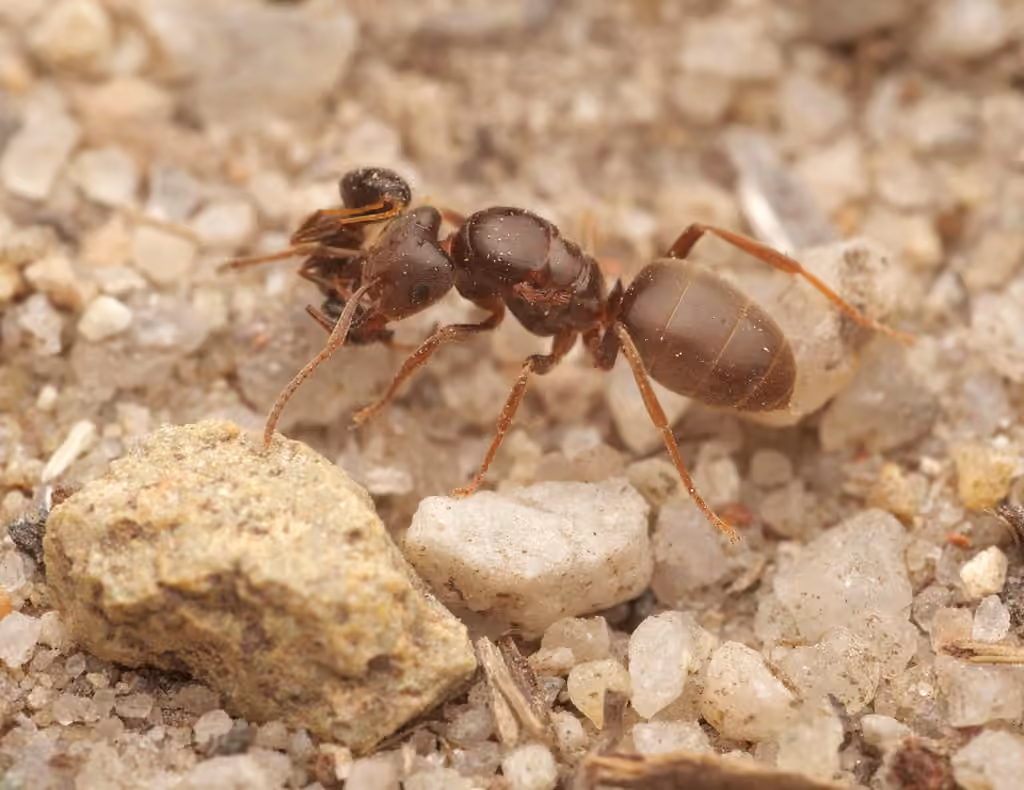 Yellow Shadow Ant, photo 1 sur 5