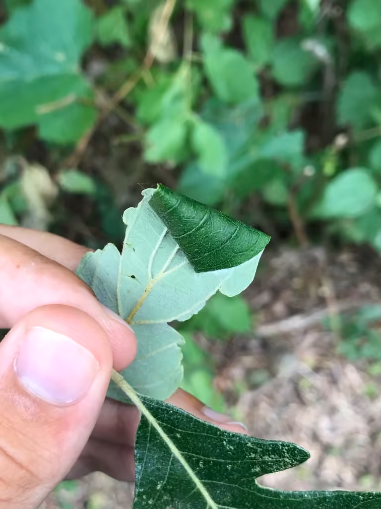 Dogwood Conical Leafroller Moth, Caterpillar