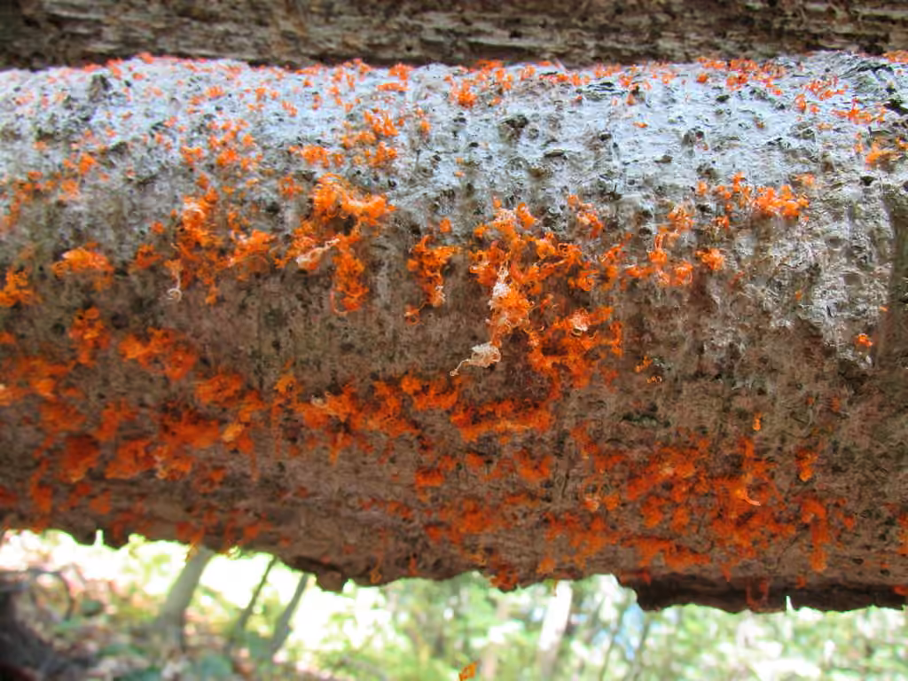 Quaternaria quaternata