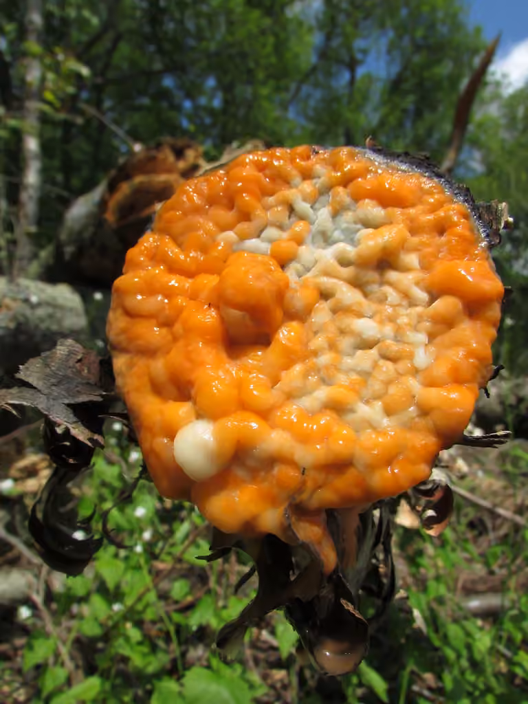 Deer vomit