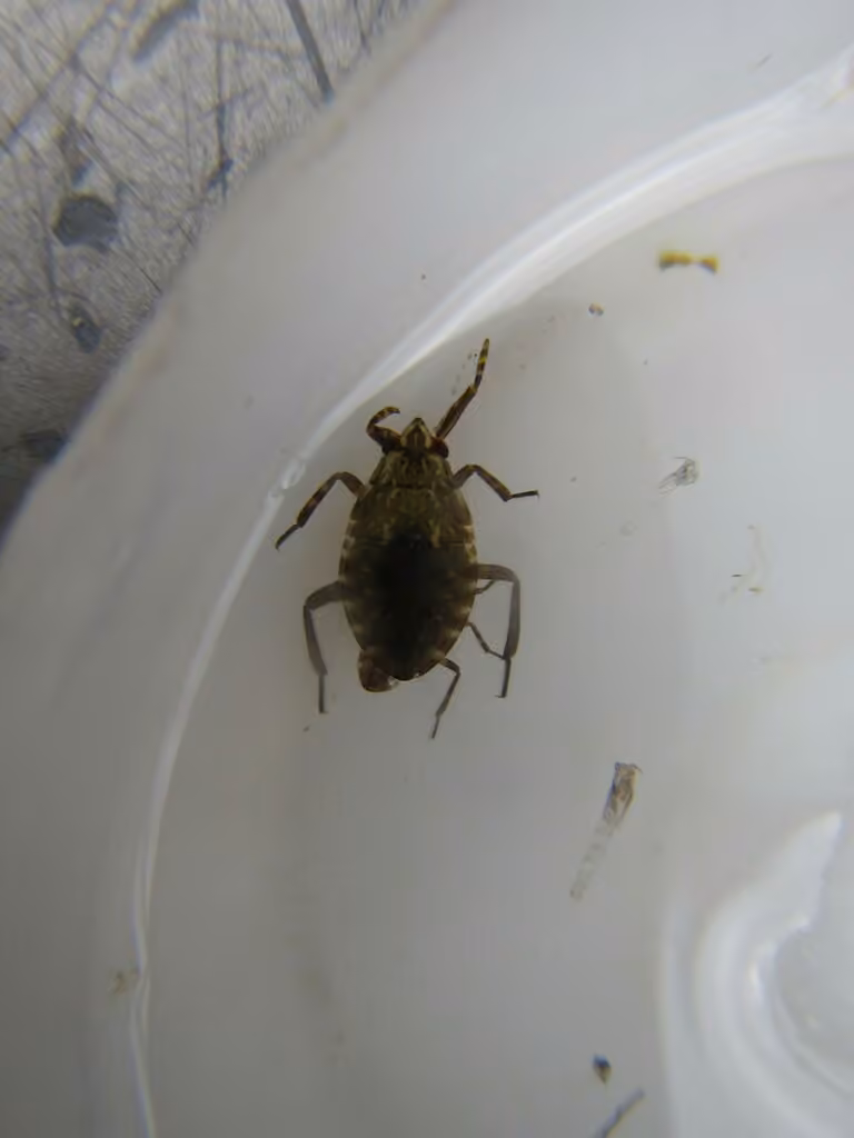 Bélostome des rivières, Nymphe