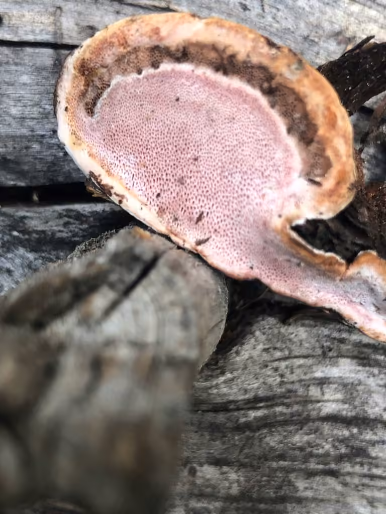Polypore rose