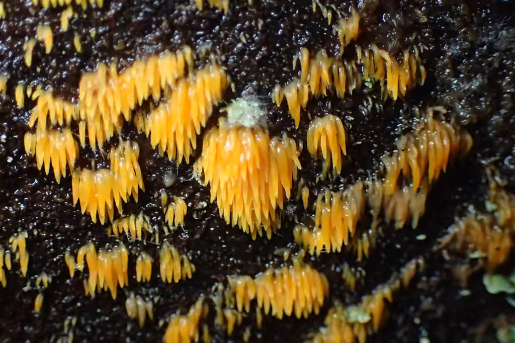 Mucronella flava, photo 3 of 5