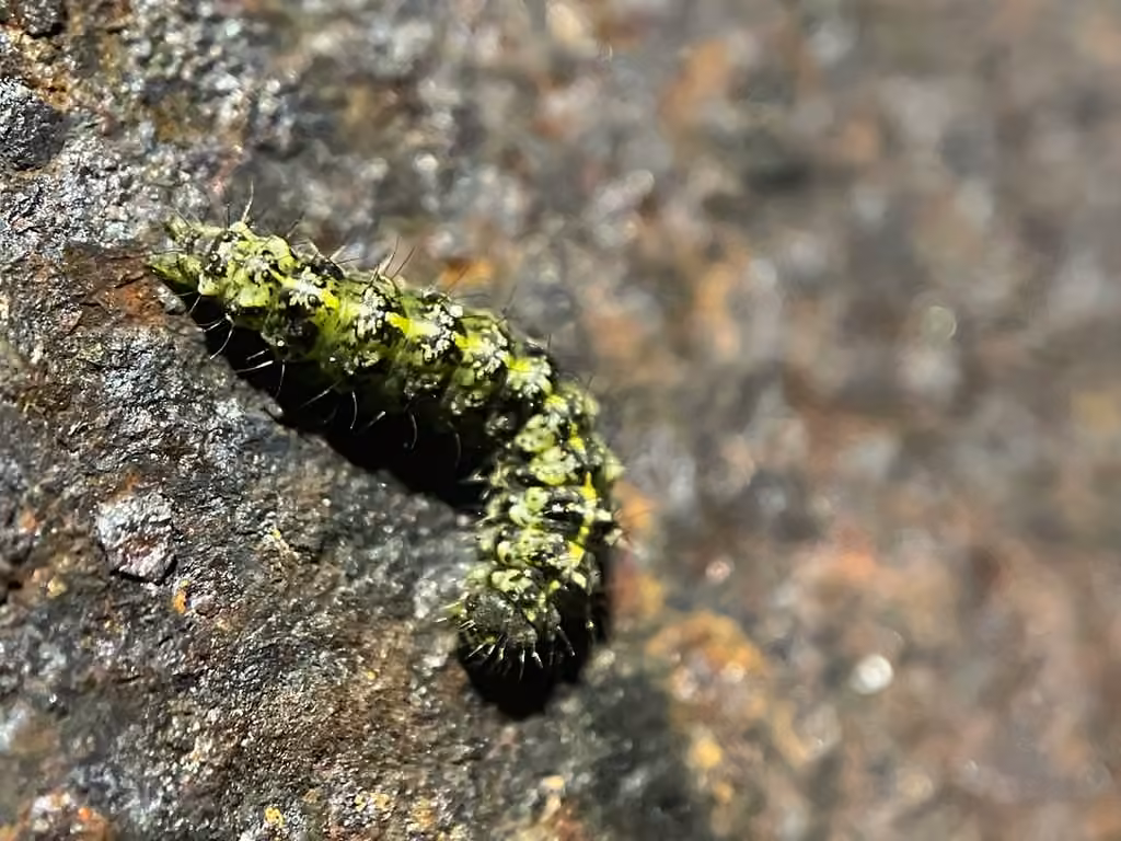 Little Shaded Lichen Moth, photo 1 sur 5