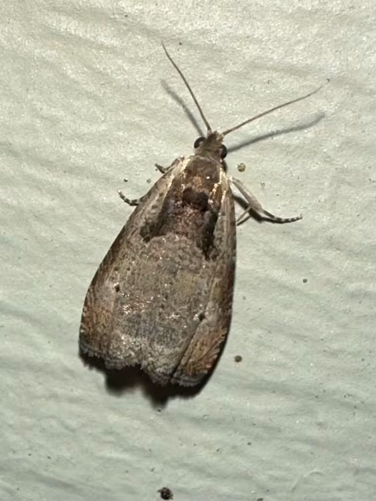 Olethreutes punctanum, Adulte