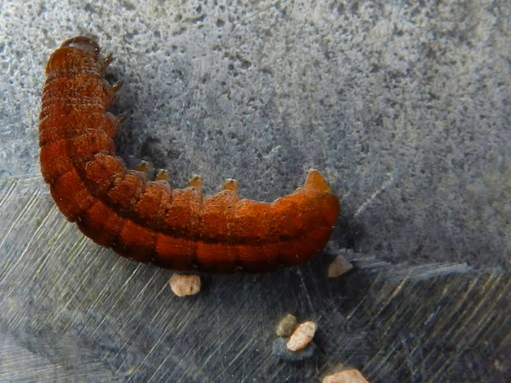 Sundew Cutworm Moth, Chenille