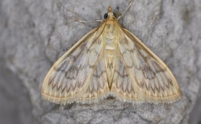 Saw-toothed Crocidophora Moth, Adult