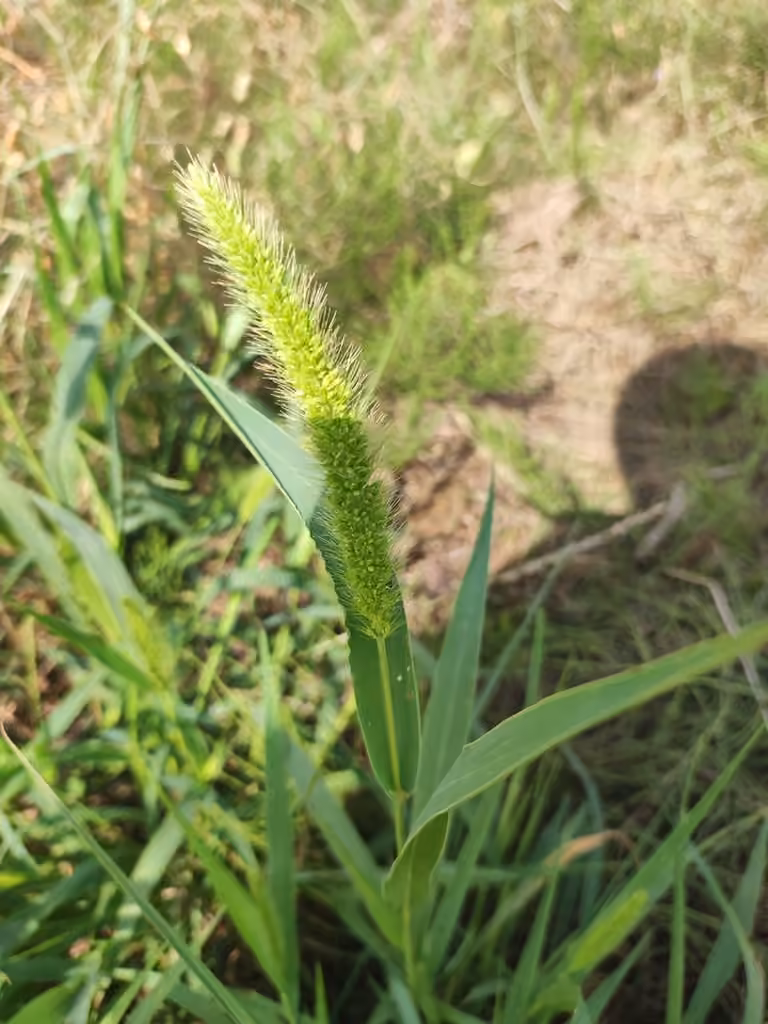Green bristlegrass, In flower