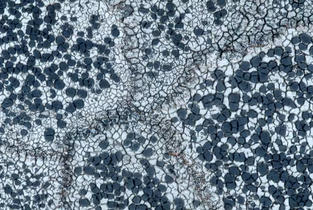 Tile Lichen, photo 2 of 5
