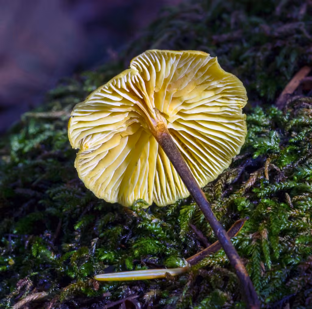Pinelitter Gingertail, photo 3 sur 5