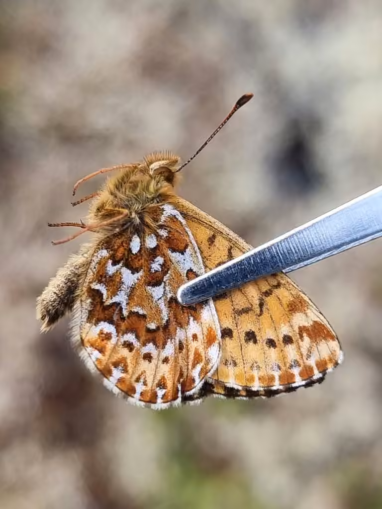 Polaris Fritillary, Male