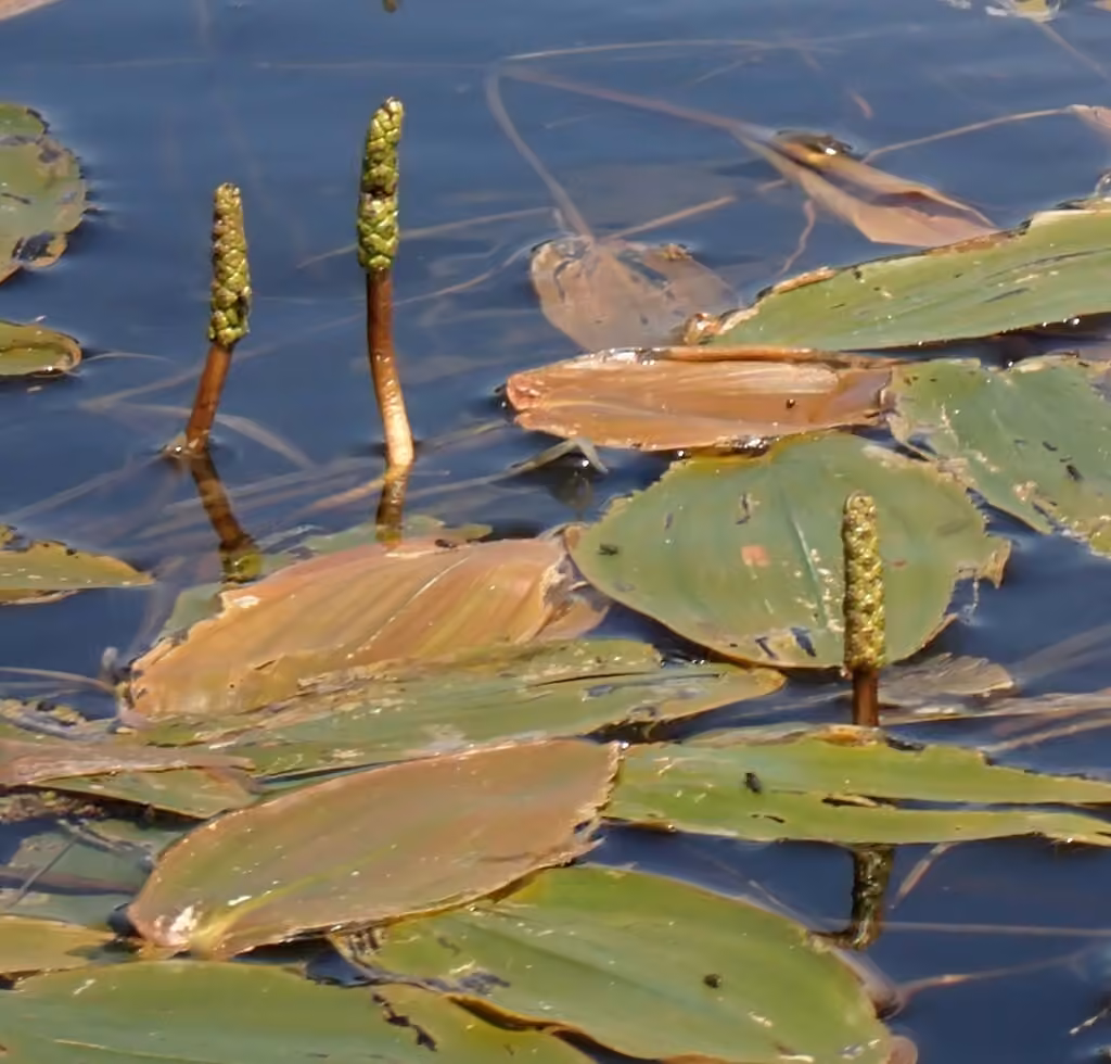Potamot flottant, En boutons