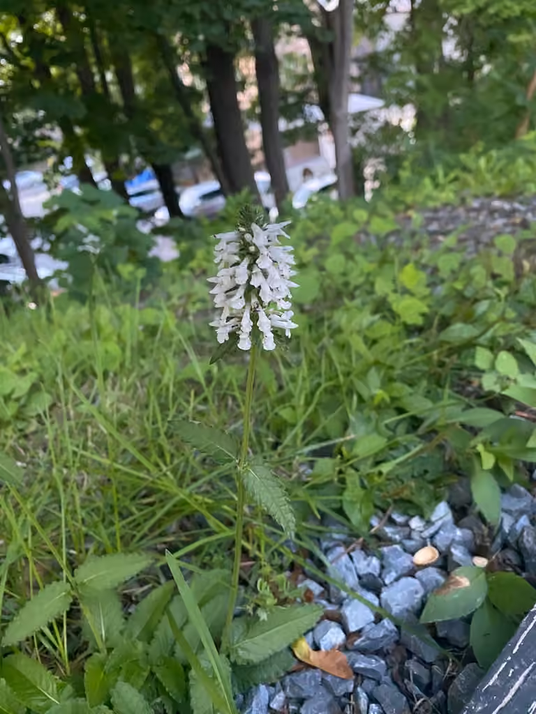 Épiaire officinale, En boutons