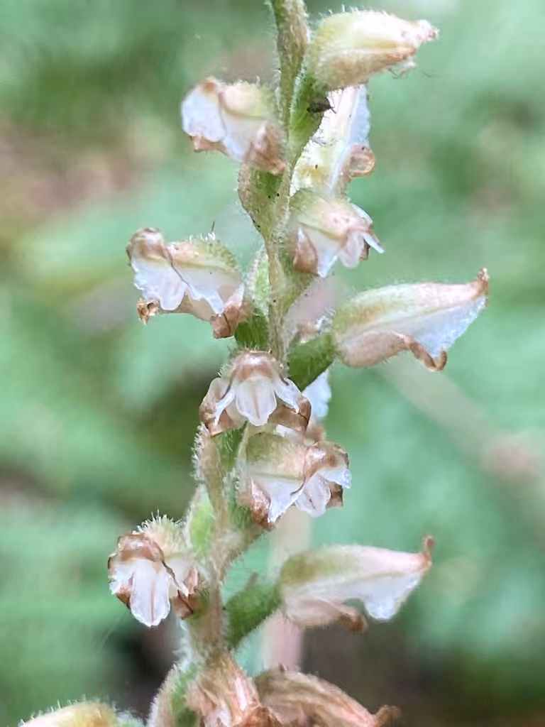 Western rattlesnake plantain, In fruit