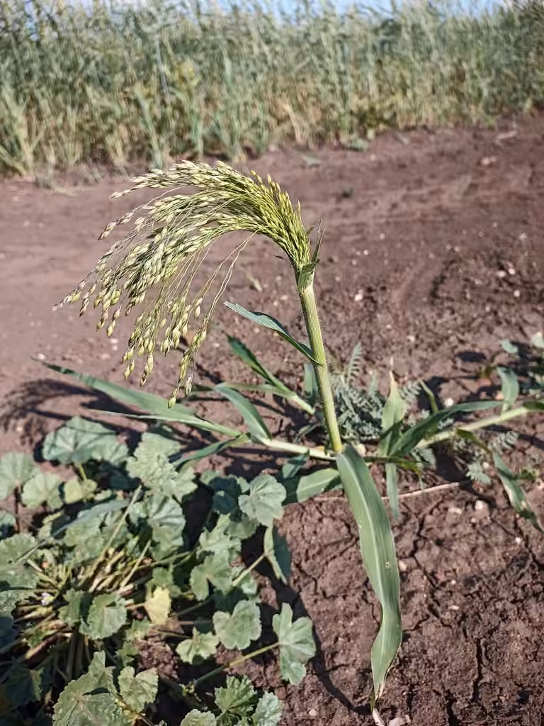 Panic millet, En fruits