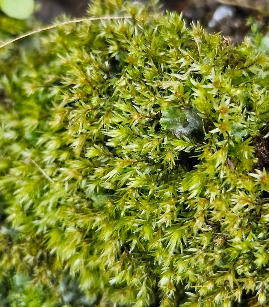Pink-fruited Thread-moss, photo 3 of 5