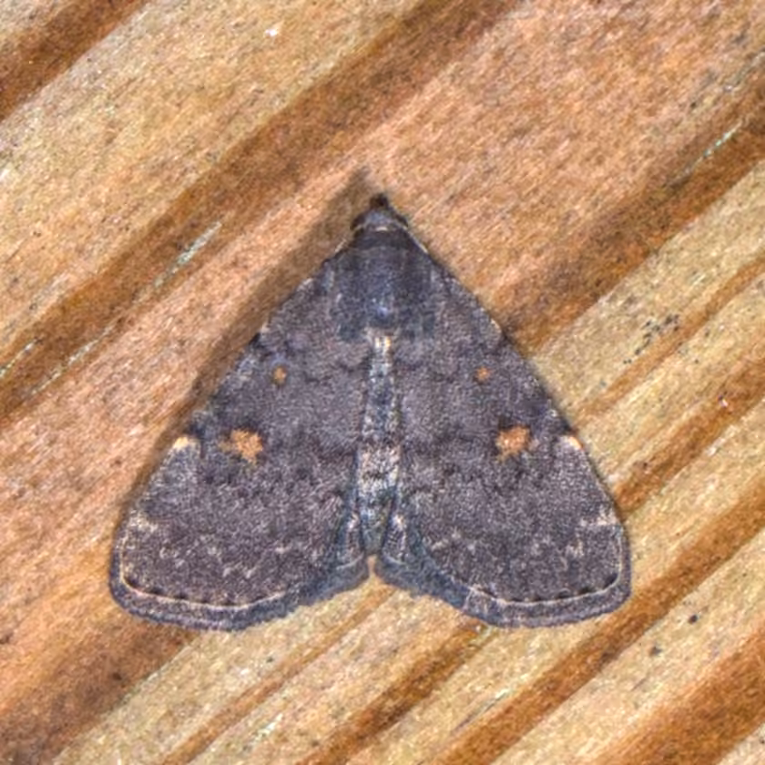 Orange-spotted Idia Moth, photo 2 sur 5