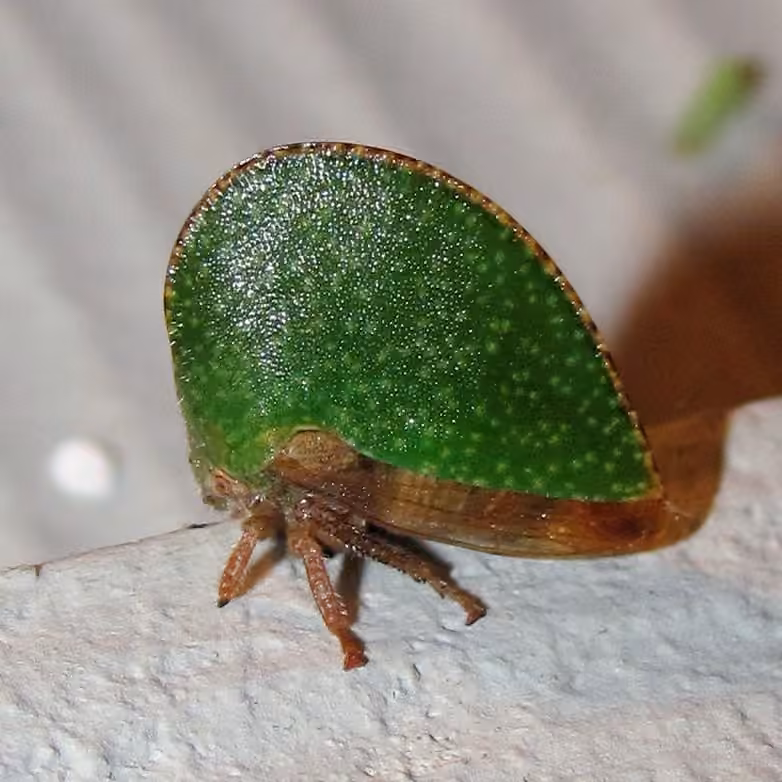 Archasia auriculata, photo 2 sur 5