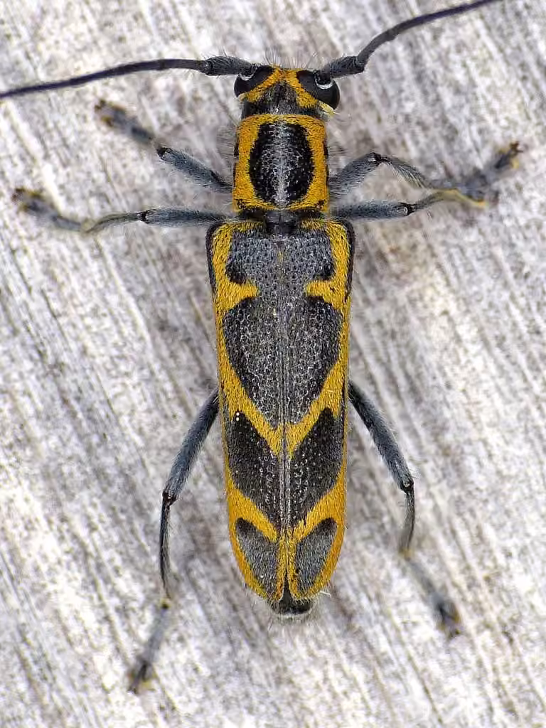 Elm Borer, Adult