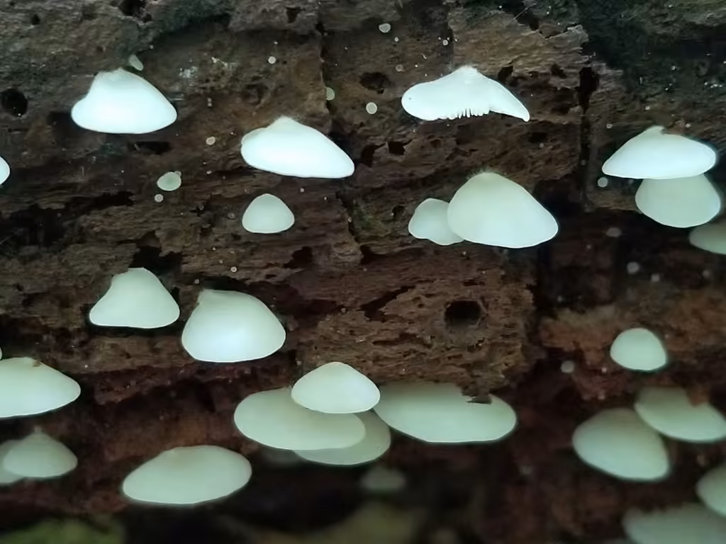 Crepidotus stipitatus, photo 3 sur 5