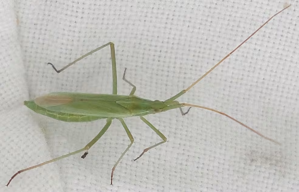 Long Thin Plant Bug, photo 1 of 5